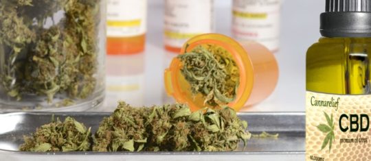 Le cannabis CBD