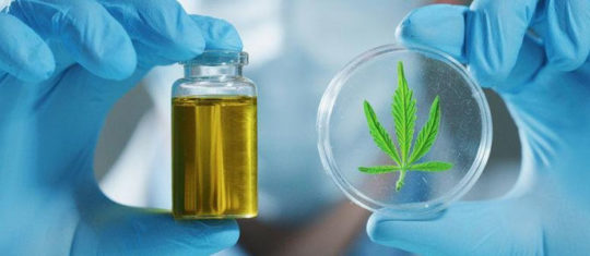 Cannabis et cannabinoïdes en médecine
