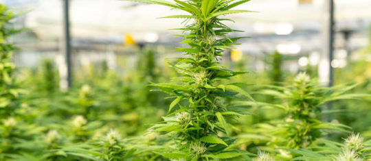 CBD